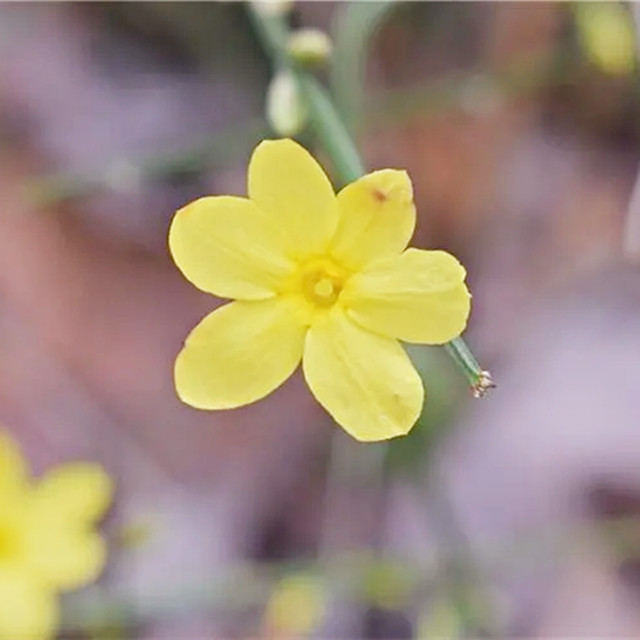 好一朵迎春花