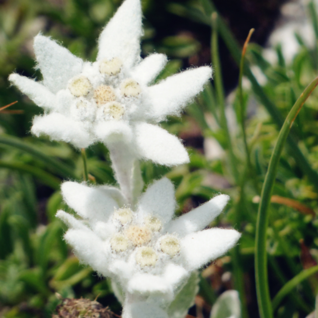 雪絨花（歌詞版含指法）簡(jiǎn)單好聽