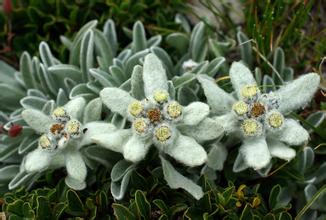 《雪絨花》（Edelweiss）